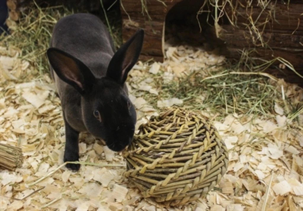 Happy Pet Speelbal van Wilg voor Konijnen en Knaagdieren - 1 stuk - 14 cm