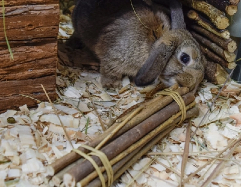 Happy Pet Wilgentakken voor Knaagdieren en Konijnen - 1 stuk