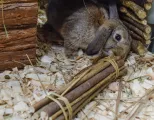 Happy Pet Willow Sticks 26X5X5 Cm