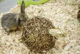 Happy Pet Speelbal Wilg Nature First 17X17X17 Cm