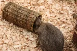 Happy Pet Wilgen Tunnel Small 27X13X13 Cm