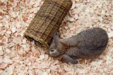 Happy Pet Wilgen Tunnel Small 27X13X13 Cm