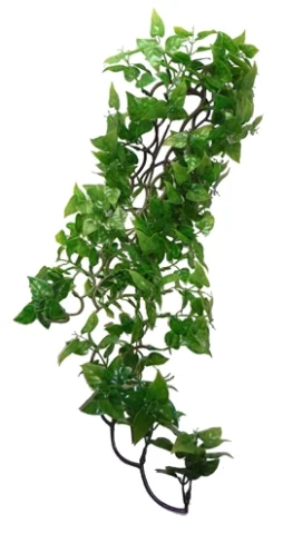 Komodo Philodendron Plant 60 Cm