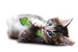 Petstages Fresh Breath Mint Stick 
