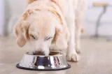 Happy Pet - Voerbak antislip - 14 cm