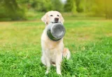 Happy Pet Voerbak - RVS - 16.5 cm