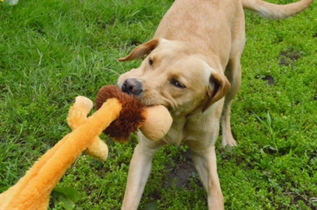 Happy Pet Wild Crinkler Leeuw Hondenknuffel - 60x14x9 cm - 1 stuk