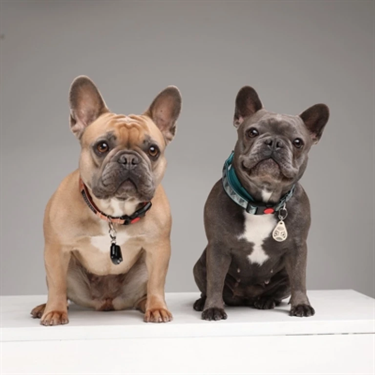 Tickless Teek en Vlo Afweer Apparaat voor Hond en Kat - Zwart - 1 stuk
