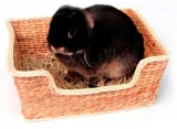 Rosewood Chill 'N' Snooze Knaagdierbed - 33x26 cm - 1 stuk