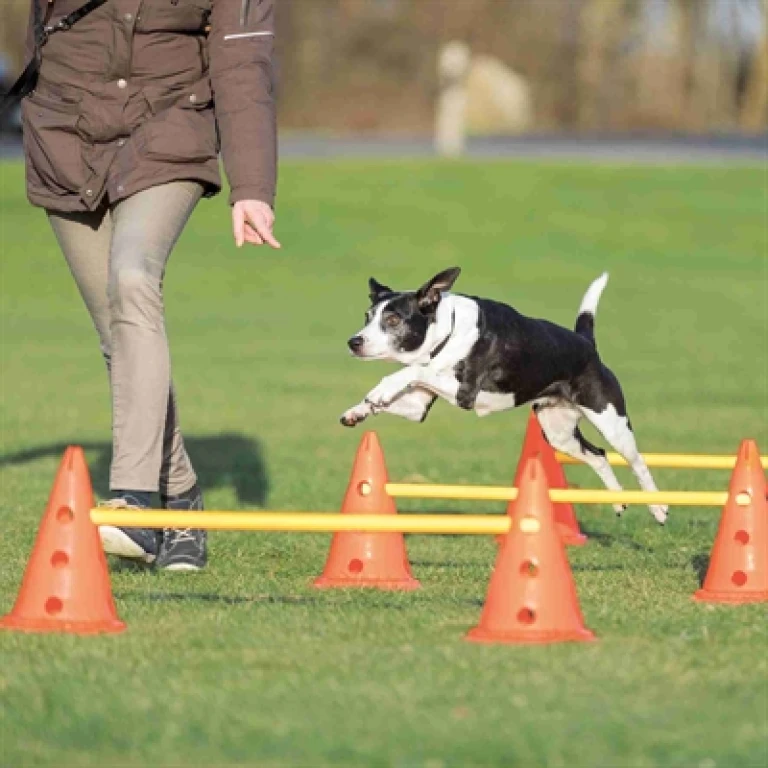 Hond training hordenset kunststof set van 1