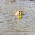 Trixie Dog Activity Mot-Aqua Apporteer Dobber Geel 29 Cm