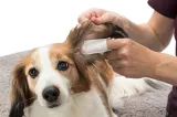 Trixie Ear Care Vingerpads 50 St
