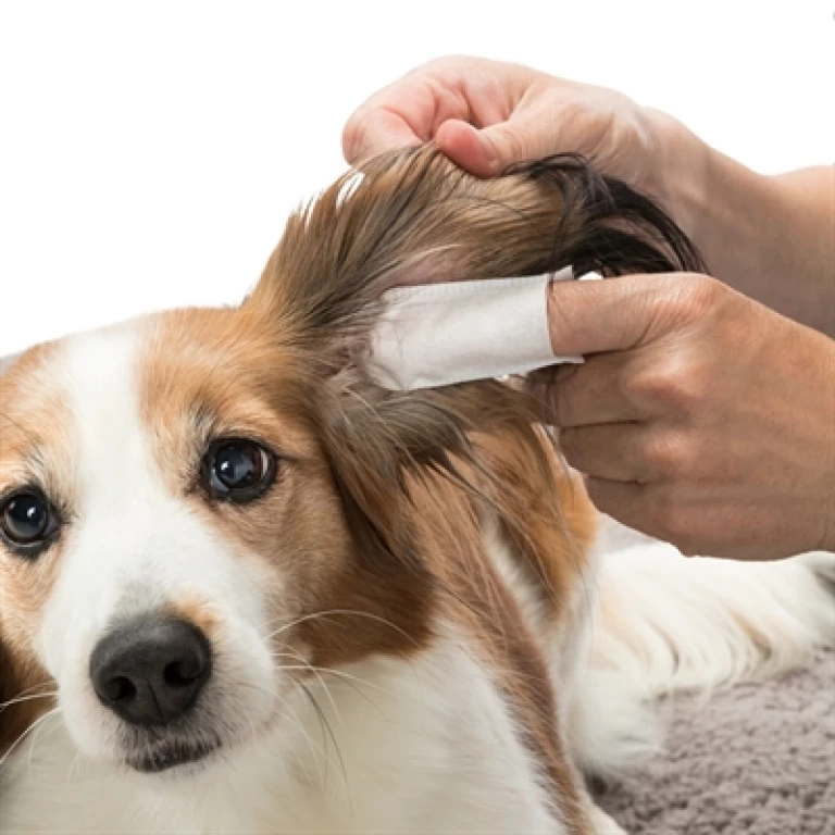 Trixie Ear Care Vingerpads voor oren - set van 50 stuk