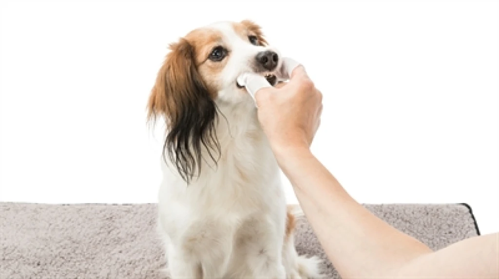 Trixie Dentalcare Vingerpads voor honden - set van 50 stuk