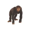 Schleich Wild Life Chimpansee Dierenfiguur 1 stuk
