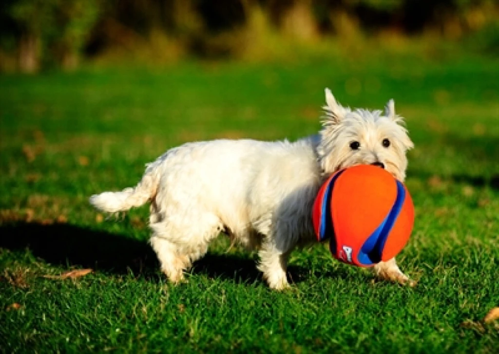 Chuckit Kick Fetch hondenspeelgoed voetbal - 12,5 cm - 1 stuk