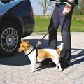 TRIXIE HONDENTUIG AUTO INCLUSIEF GORDEL ZWART
