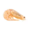 TRIXIE PREMIO FREEZE DRIED SHRIMPS