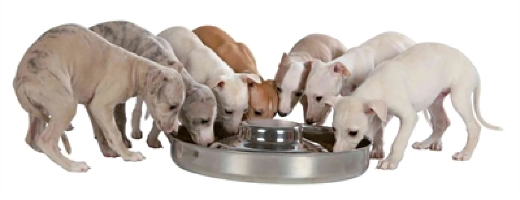 TRIXIE Junior Puppyvoerbak RVS - 1 stuk - 29 cm - 1400 ml