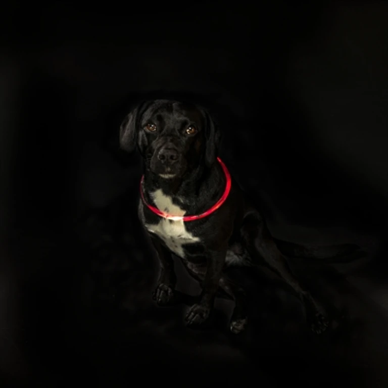 Trixie Lichtgevende Hondenhalsband USB Oplaadbaar TPU Rood L-XL