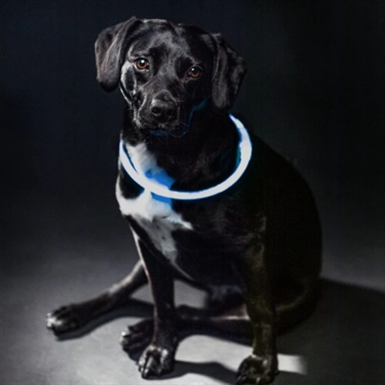 TRIXIE lichtgevende hondenhalsband USB oplaadbaar TPU blauw L-XL