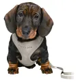 TRIXIE JUNIOR PUPPYTUIG SOFT MET RIEM LICHTGRIJS
