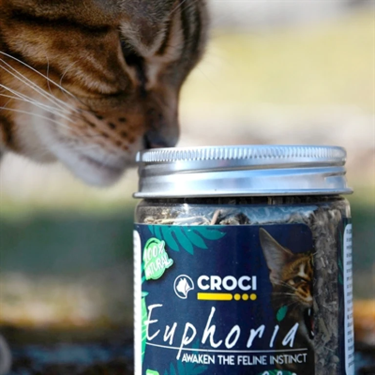 Croci Euphoria Catnip Pot - Natuurlijk Kattenkruid - 1 stuk