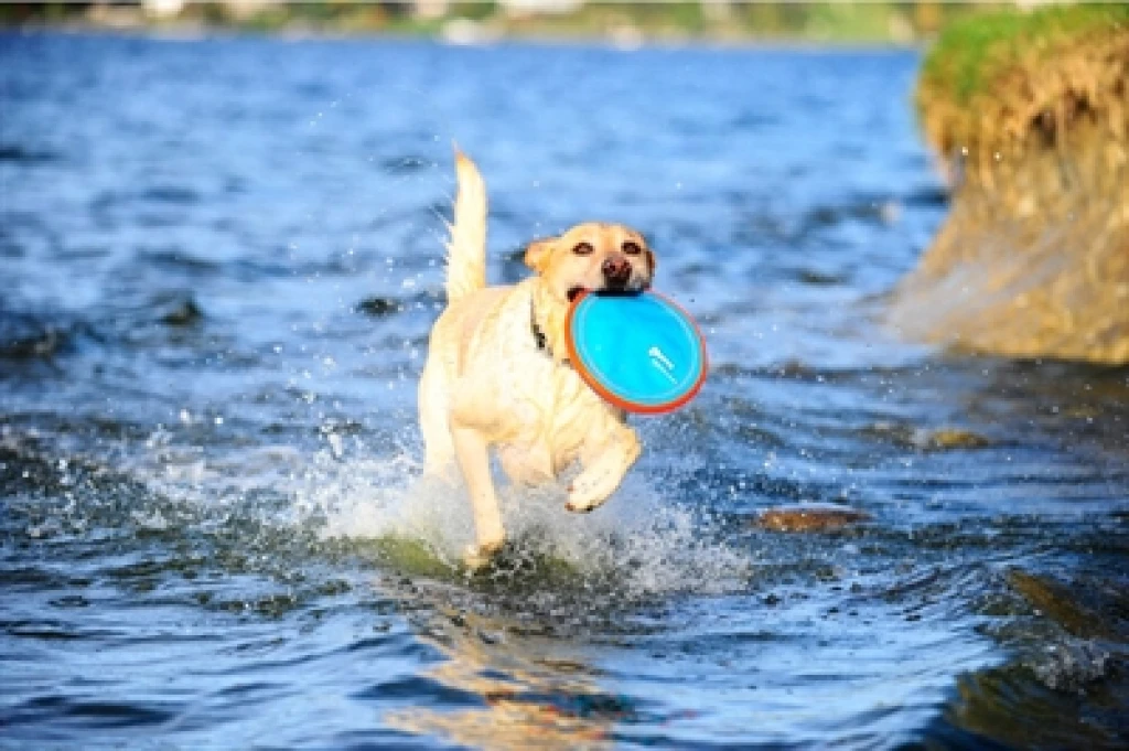 Chuckit Paraflight Frisbee voor honden - 16 cm - 1 stuk