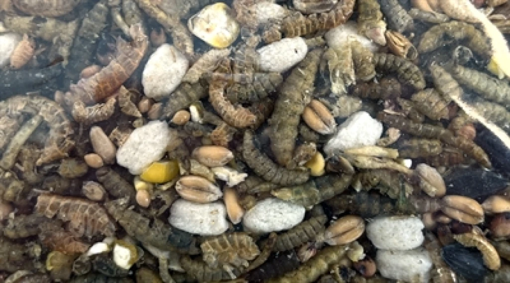 Utopia Vogel Buitenvoer Strooivoer met Insecten 1,8 kg