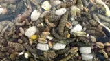 UTOPIA STROOIVOER MET INSECTEN