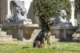 MORSO HALSBAND HOND GERECYCLED FULL METAL DOG BRUIN