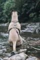 MORSO HONDENTUIG H-TUIG GERECYCLED FULL METAL DOG BRUIN