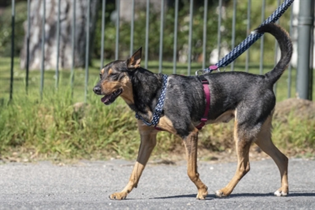 MORSO Verstelbare Hondenriem Power Flow Zwart - 1 stuk