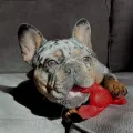 NYLABONE EXTREME CHEW LOBSTER FILET MIGNONSMAAK