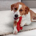 NYLABONE EXTREME CHEW LOBSTER FILET MIGNONSMAAK