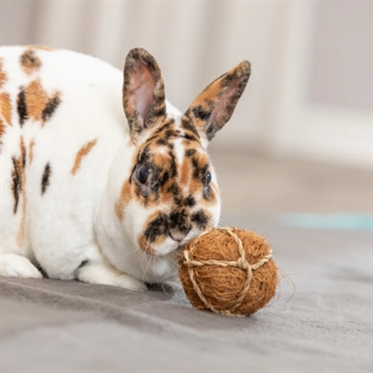 Trixie Kokosbal Knaagspeelgoed voor Knaagdieren en Konijnen, 1 stuk