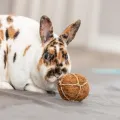 TRIXIE KOKOSBAL