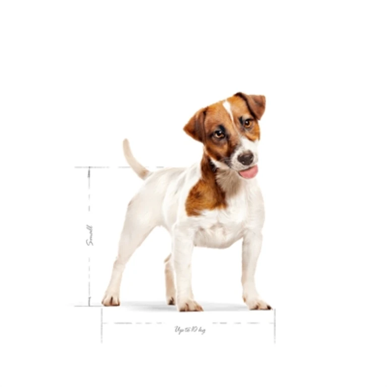Royal Canin Hond Droogvoer Volwassen Mini 2 kg