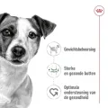 ROYAL CANIN MINI ADULT