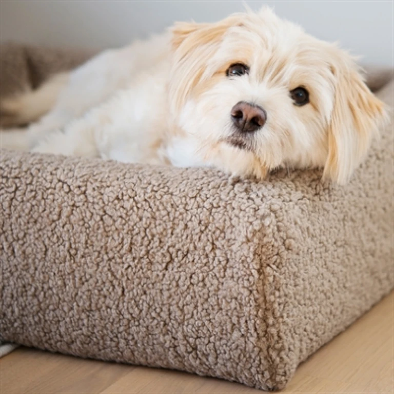 BIA Premium Hoes Teddy Beige voor hondenmand - 1 stuk - 60x50x12,5 cm