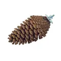 BACK ZOO NATURE FORAGING PINE CONE