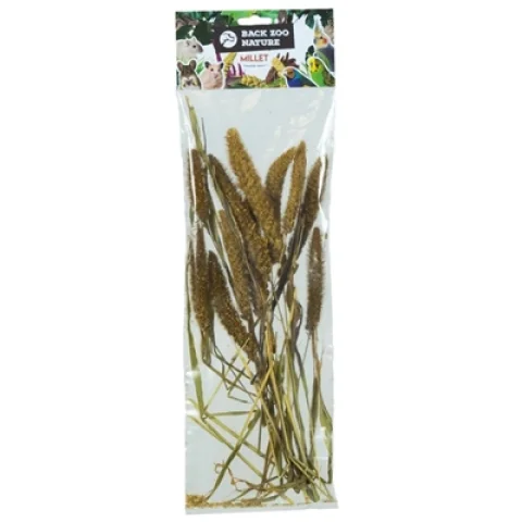 BACK ZOO NATURE MILLET SETARIA ITALICA