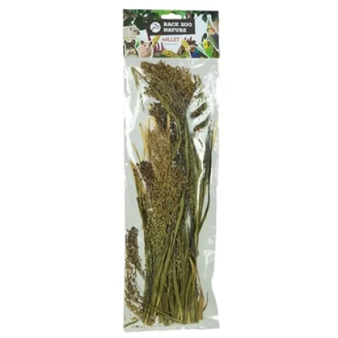 BACK ZOO NATURE MILLET PANICUM