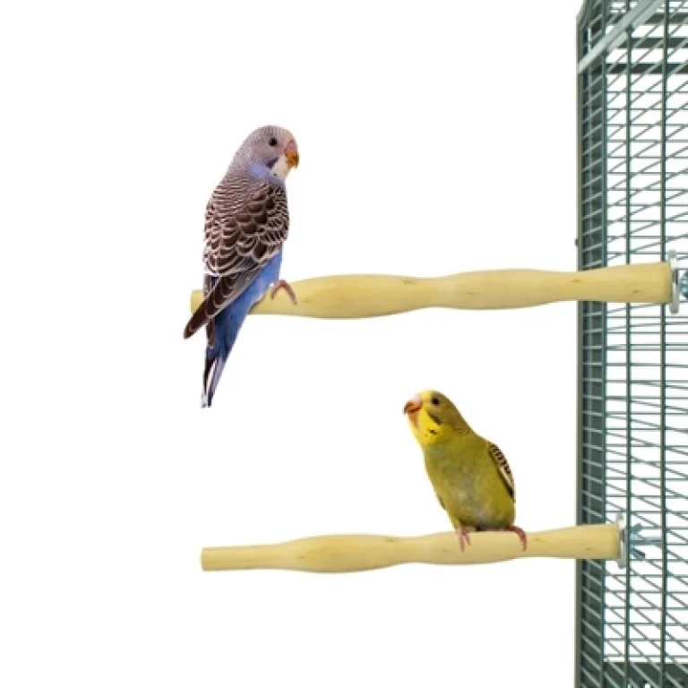 BACK ZOO NATURE houten zitstokken set van 2 - 25 cm