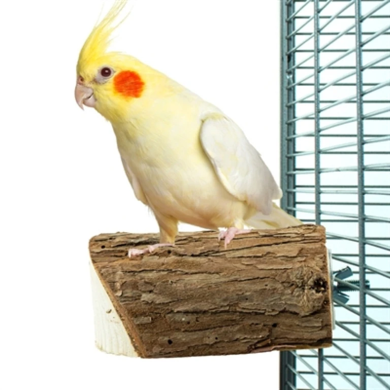 BACK ZOO NATURE Houten Zitstok met Bast - 1 stuk