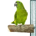 BACK ZOO NATURE WOOD SLICE PERCH