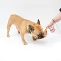 MARTIN Drinkfles met silicone drinkbak voor hond, roze, 1 stuk